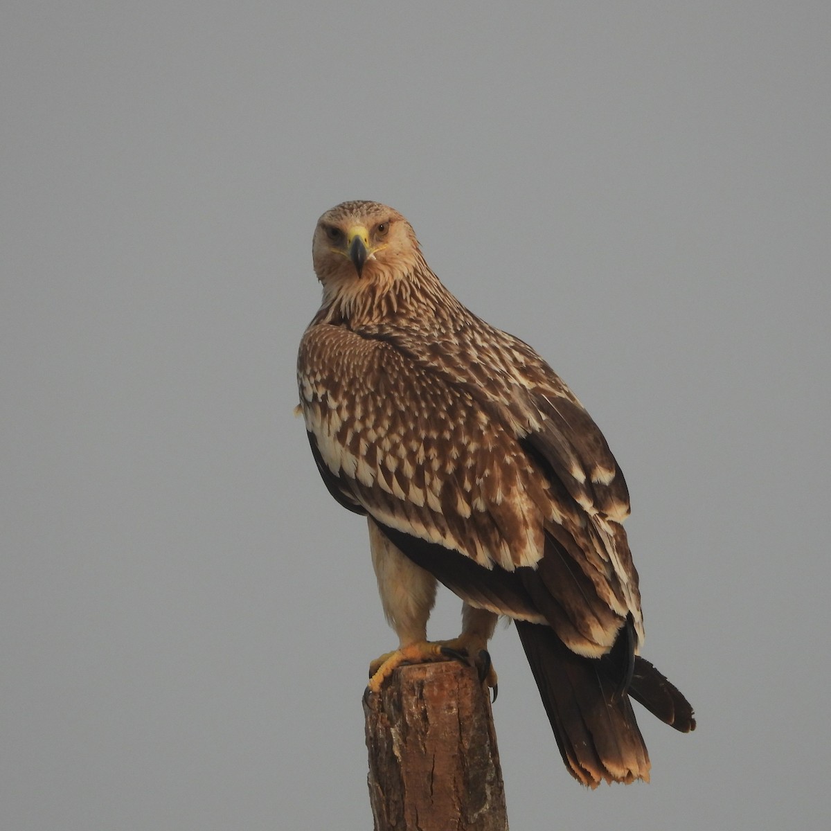 orel královský - ML646409630