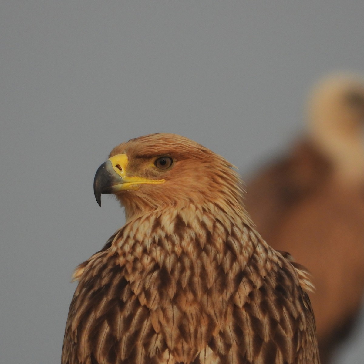 orel královský - ML646409632