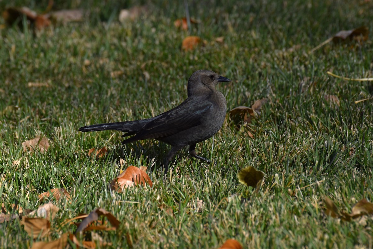 Brewer's Blackbird - ML646409637