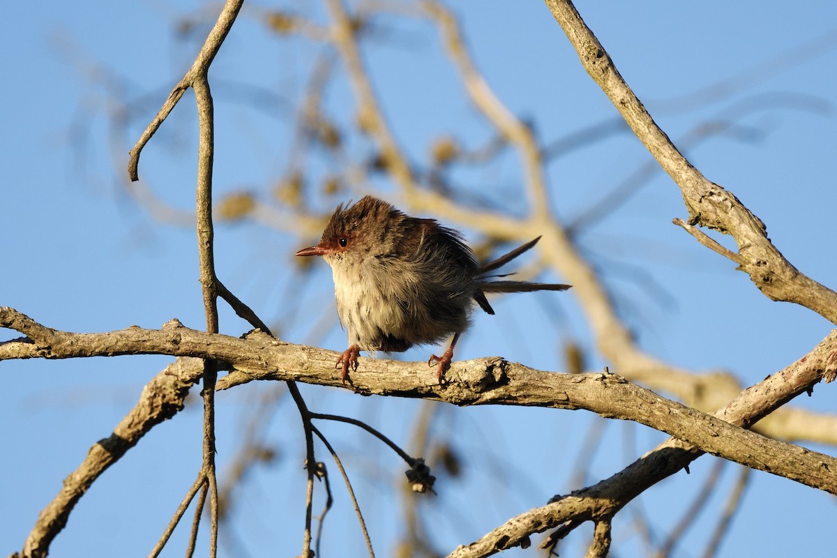 Малюр сапфіровий - ML646409638
