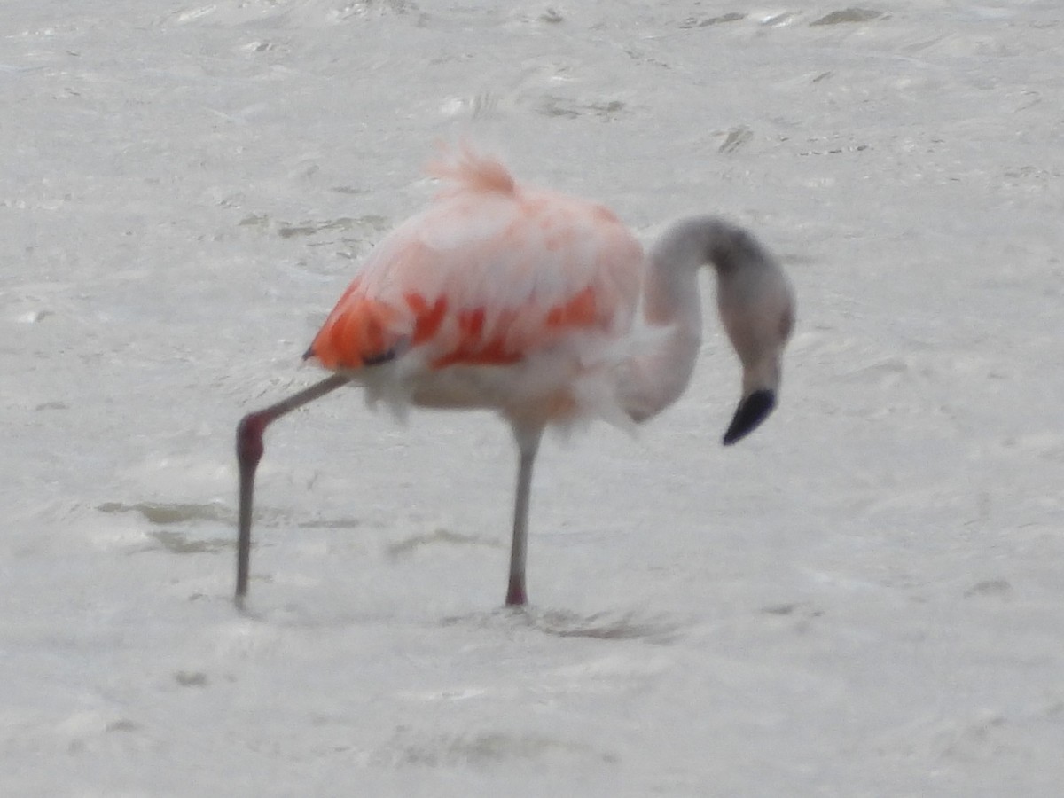 Chilean Flamingo - ML646409639