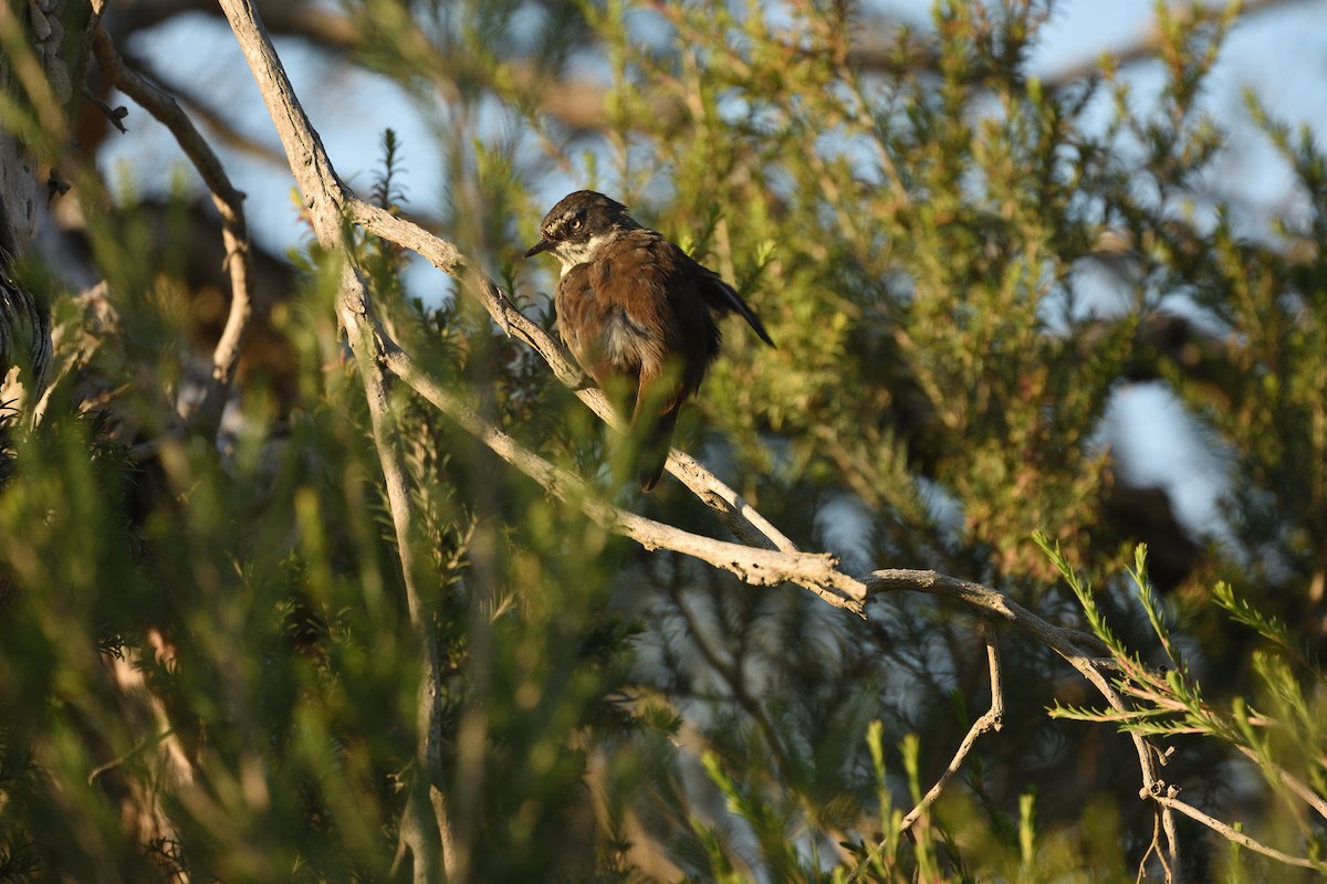 Кущовик білочеревий - ML646409641