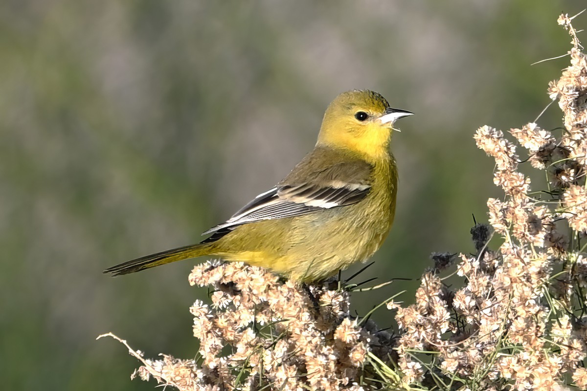 Orchard Oriole - ML646409642