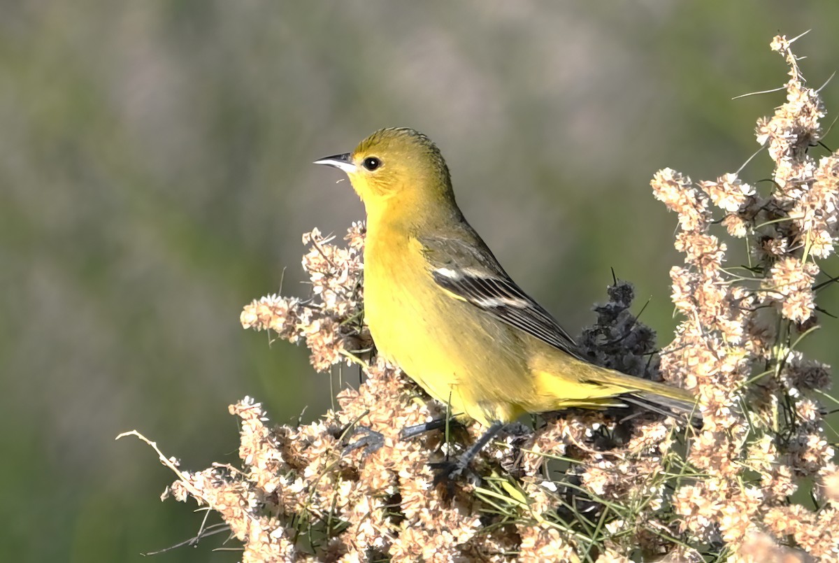 Orchard Oriole - ML646409643