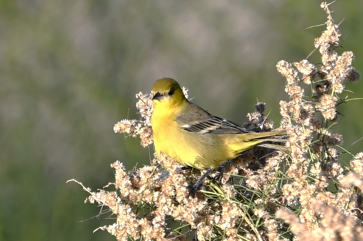Orchard Oriole - ML646409645