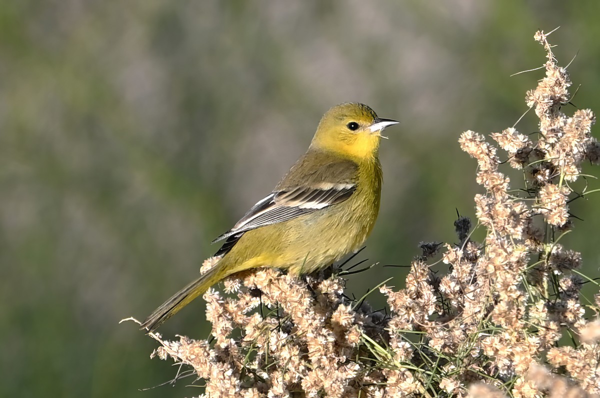 Orchard Oriole - ML646409647