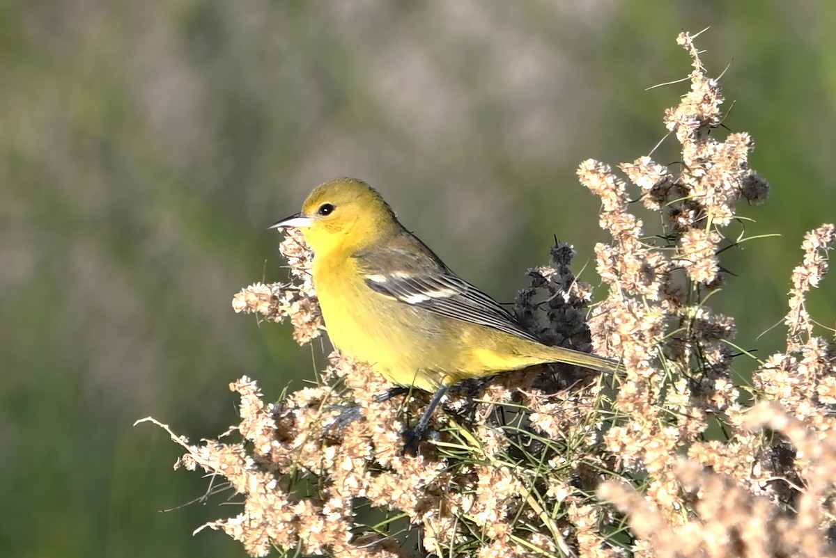 Orchard Oriole - ML646409648