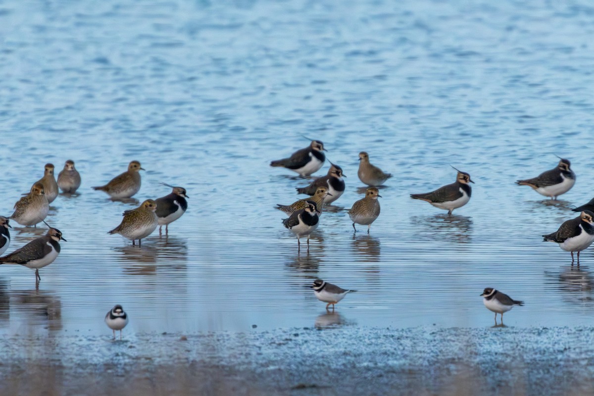 European Golden-Plover - ML646409653