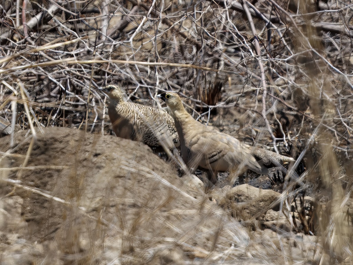 Madagascar Sandgrouse - ML646409654