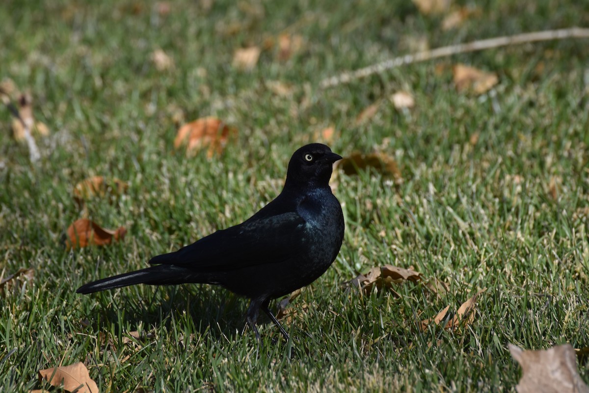 Brewer's Blackbird - ML646409655