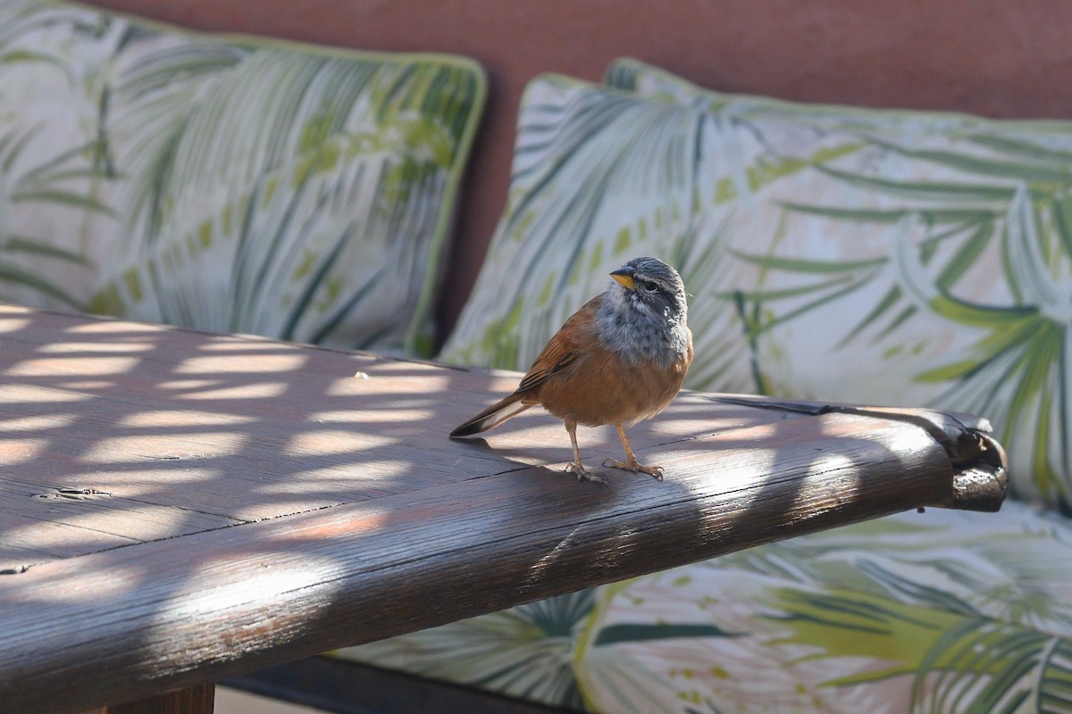 House Bunting - ML646409657