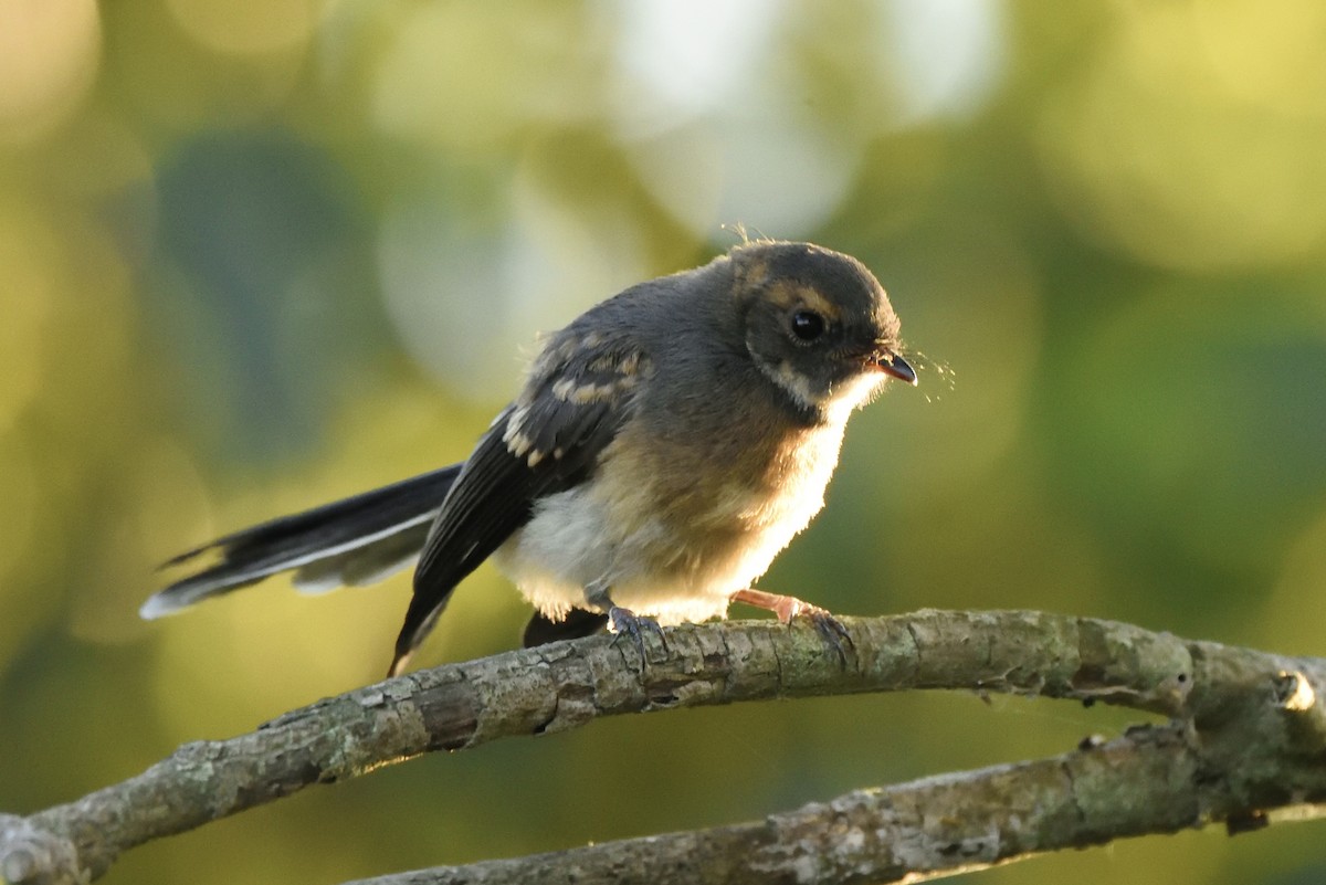 Віялохвістка сиза - ML646409658