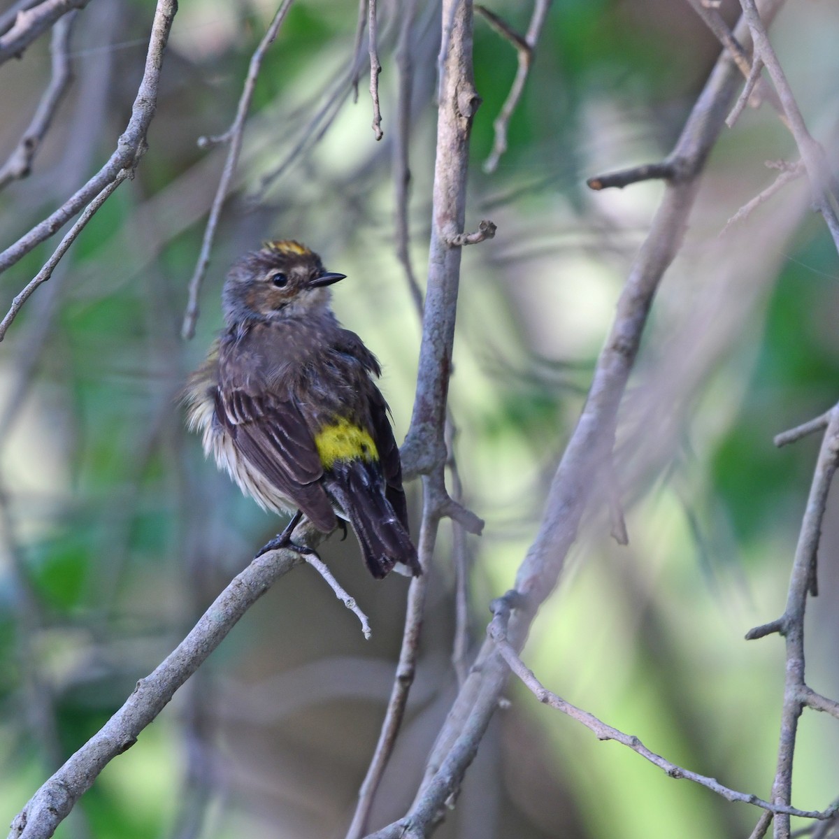 Yellow-rumped Warbler - ML646409659