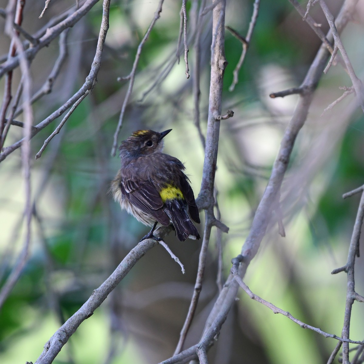 Yellow-rumped Warbler - ML646409660