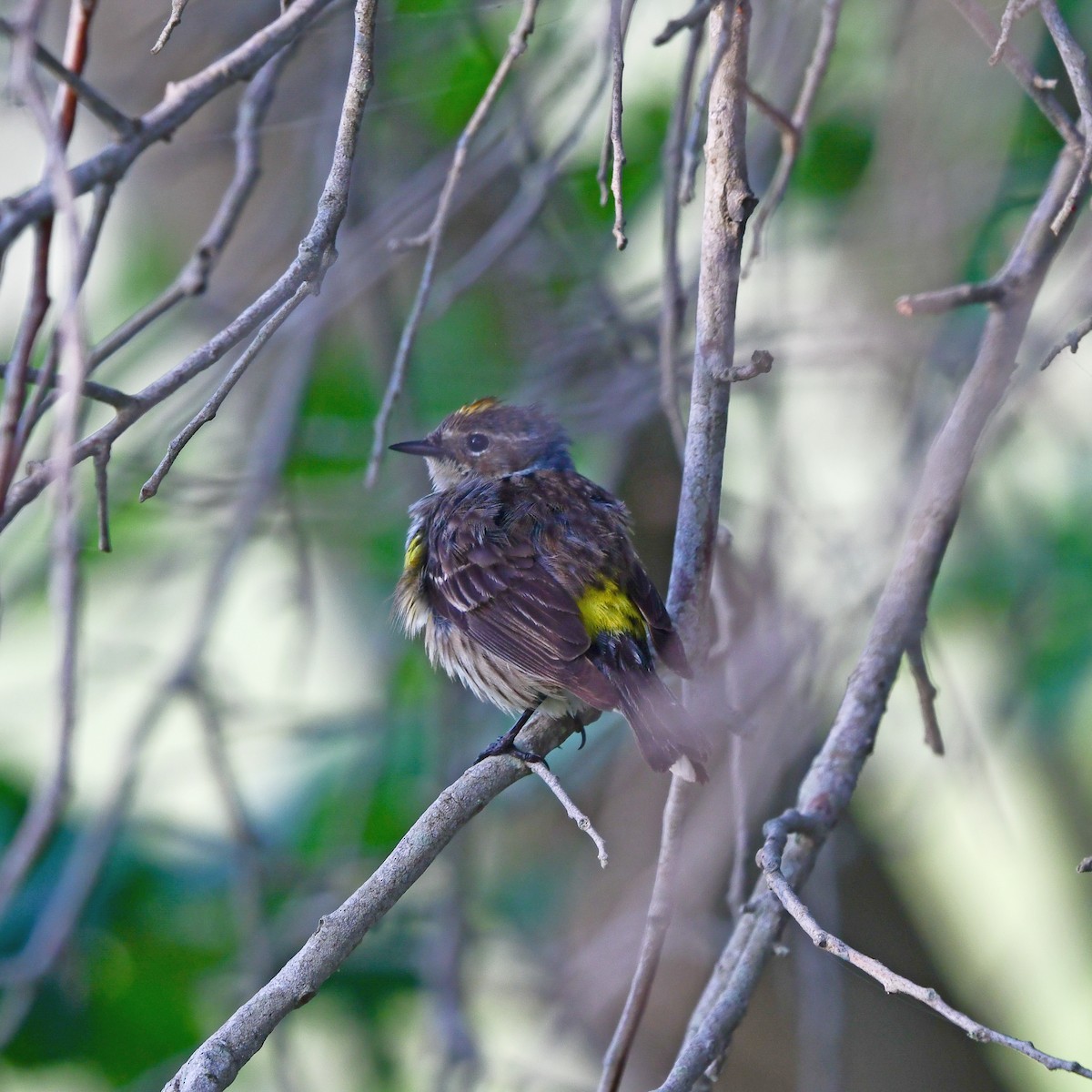 Yellow-rumped Warbler - ML646409661