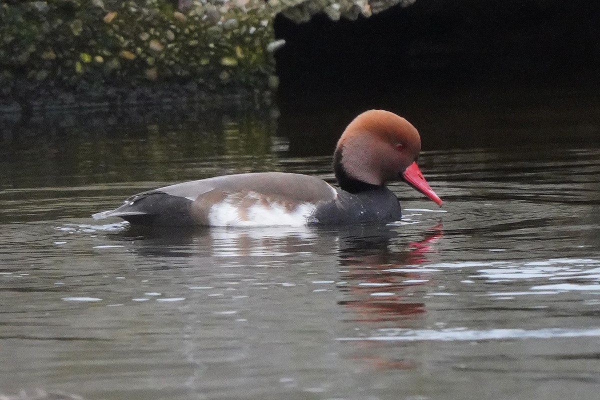 Красноносый нырок - ML646409662