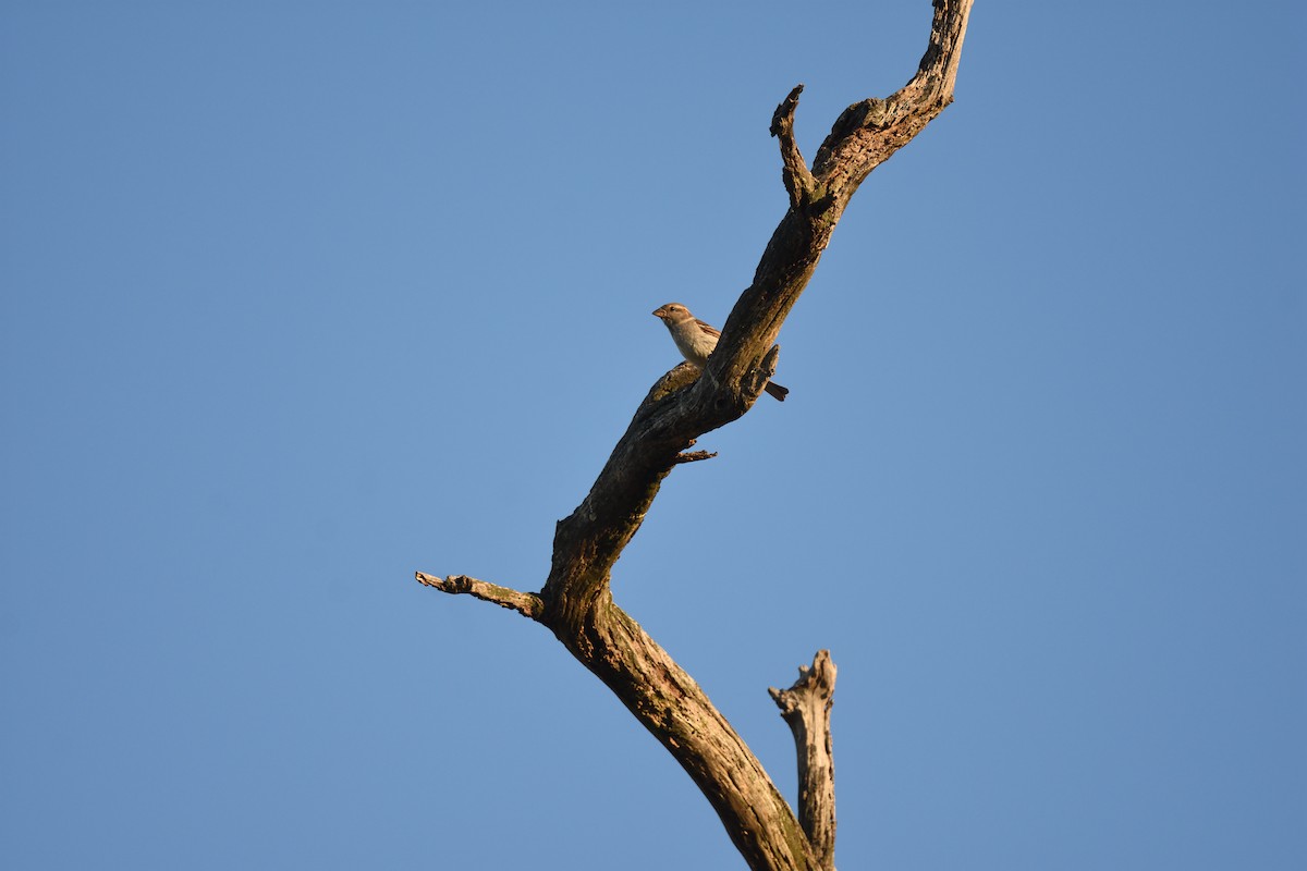 Горобець хатній - ML646409664