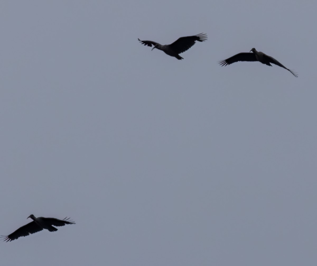 hadadaibis - ML646409666