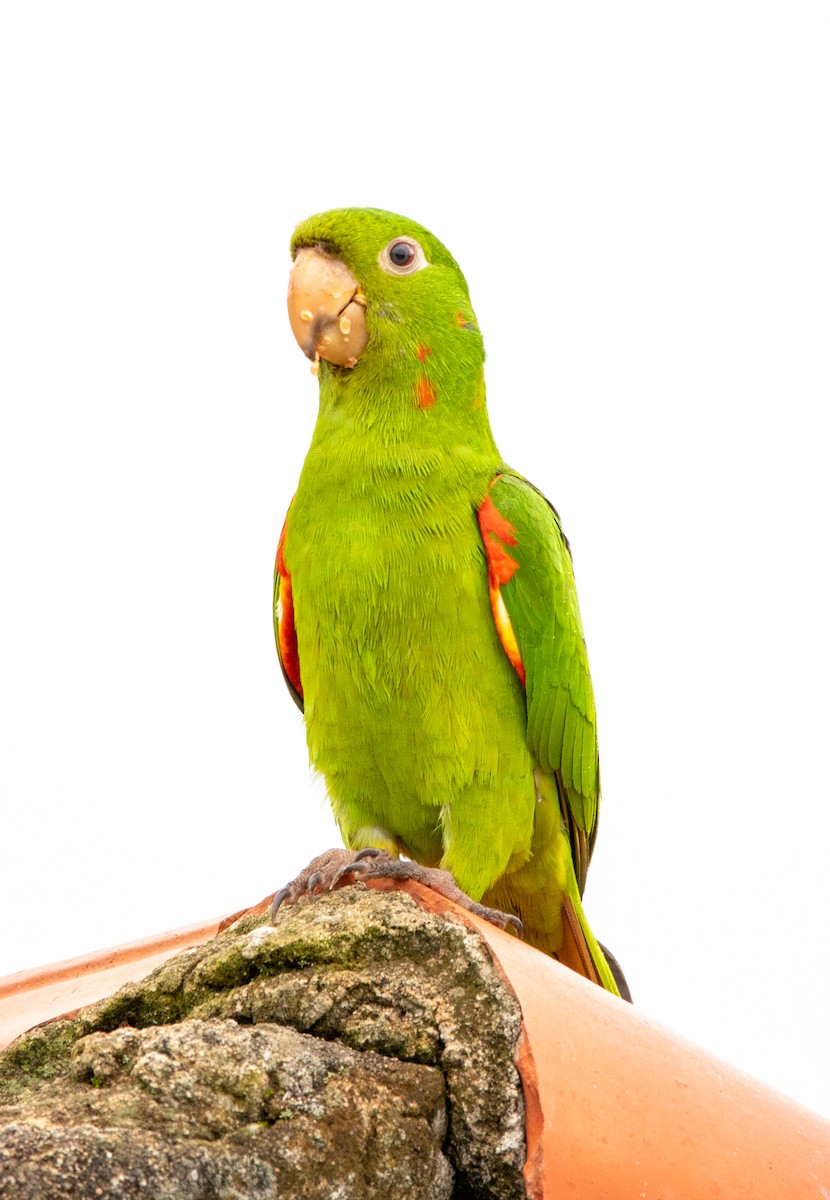 aratinga červenoskvrnný - ML646409671