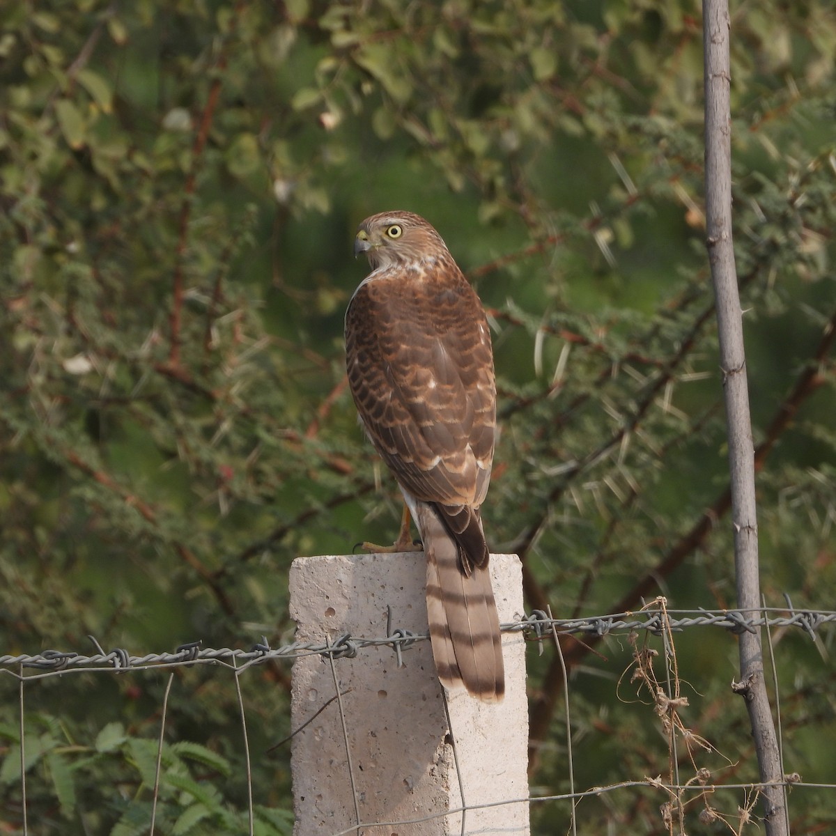 krahujec šikra - ML646409673