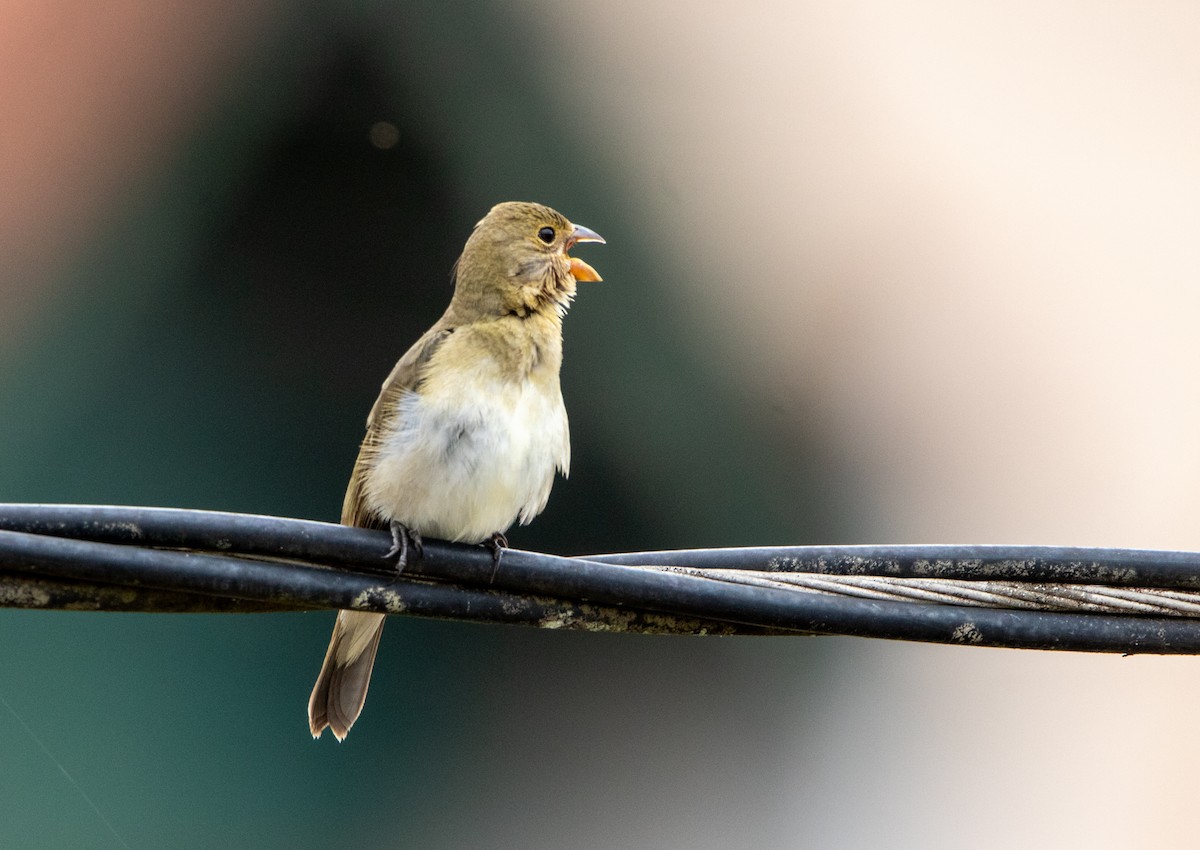 Lined Seedeater - ML646409677