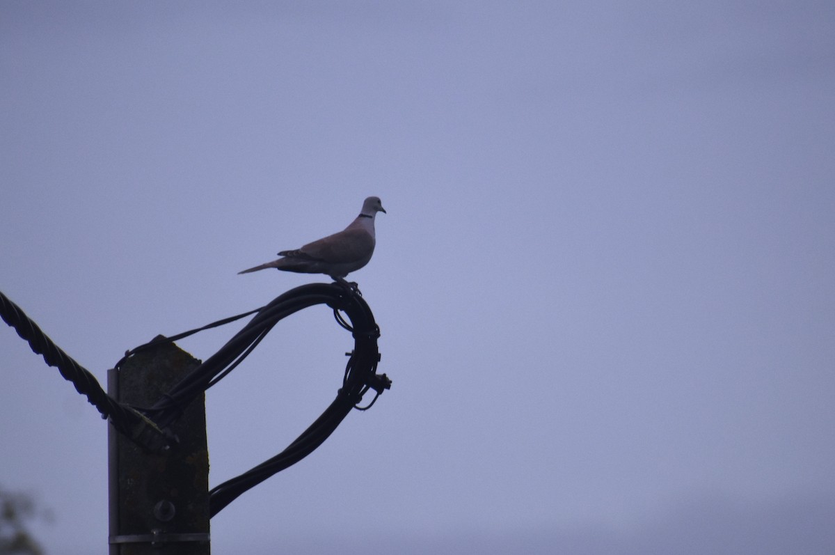 Eurasian Collared-Dove - ML646409678