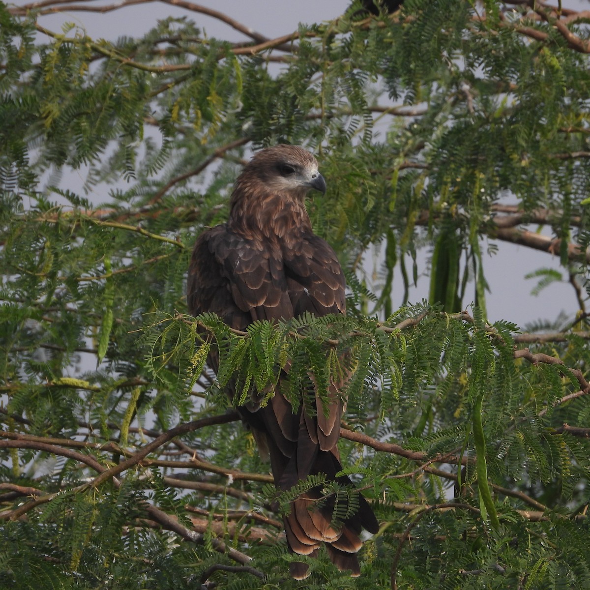 luňák hnědý - ML646409680
