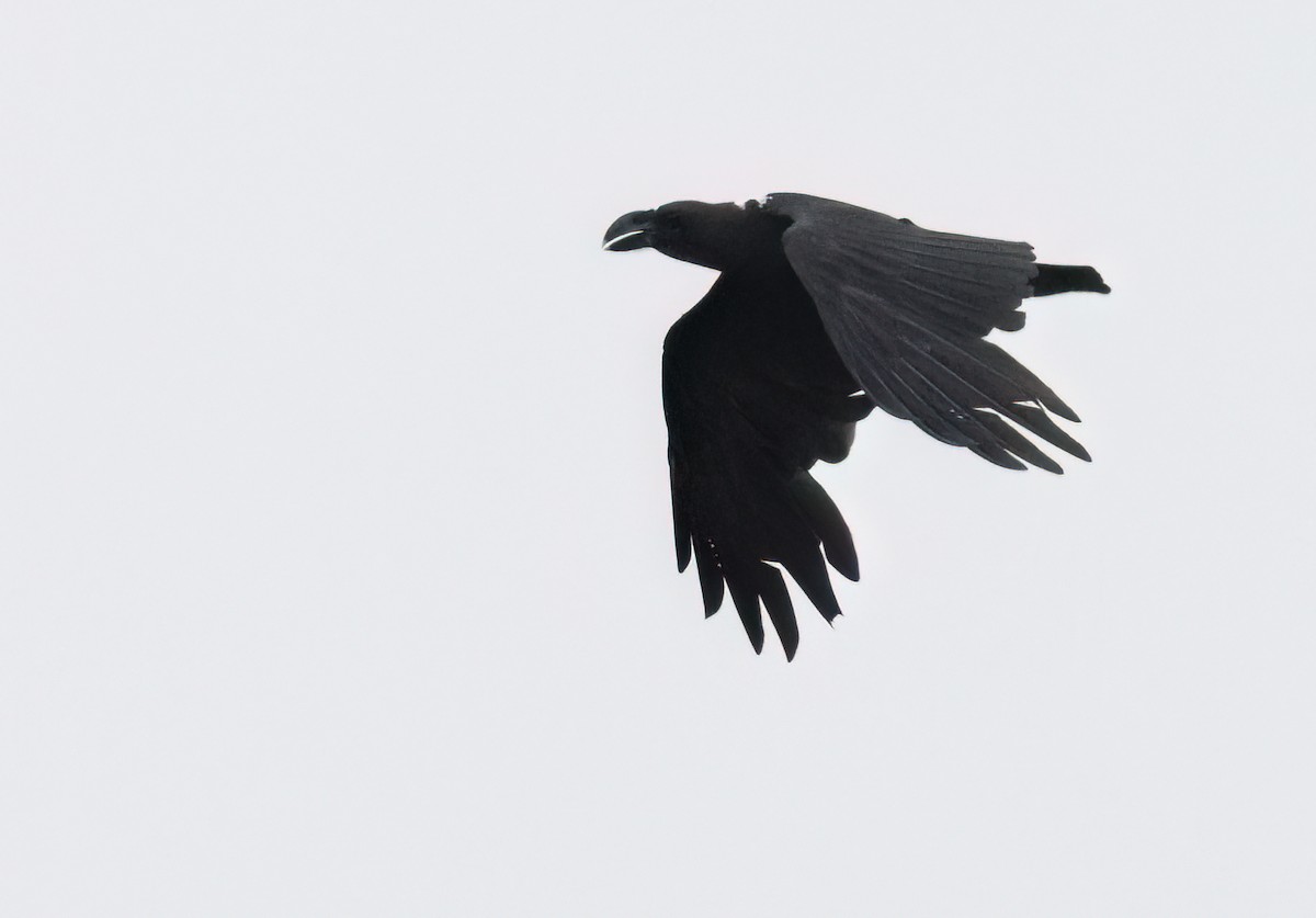 White-necked Raven - ML646409682
