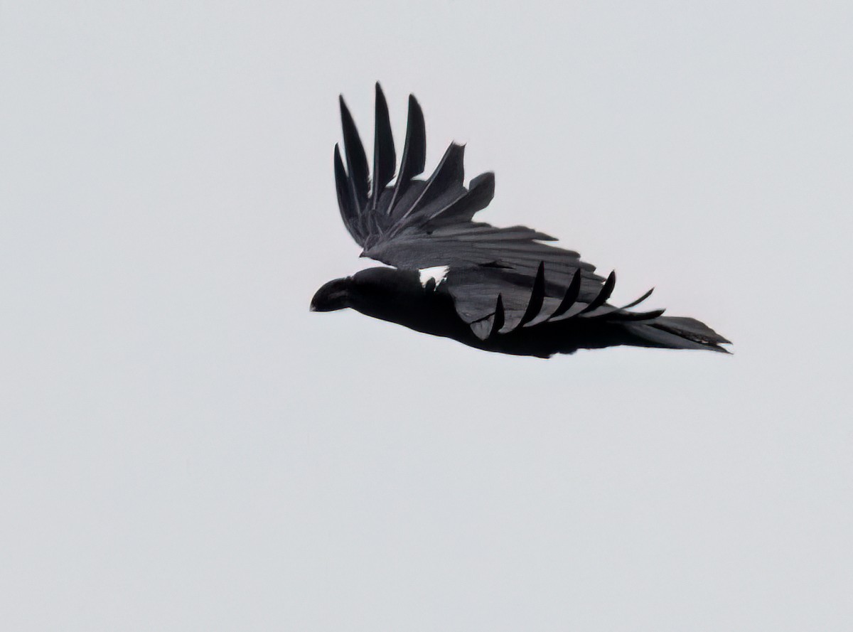 White-necked Raven - ML646409683