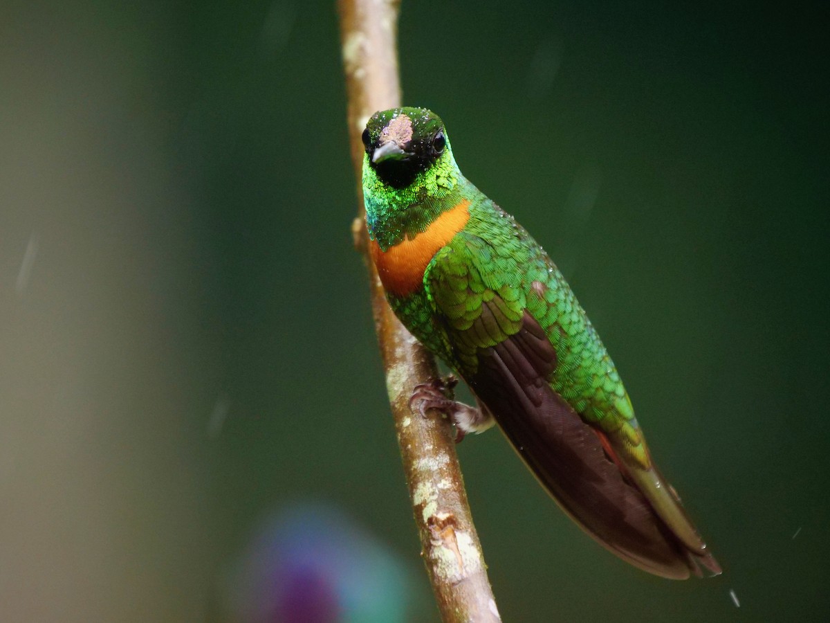 Gould's Jewelfront - ML646409688