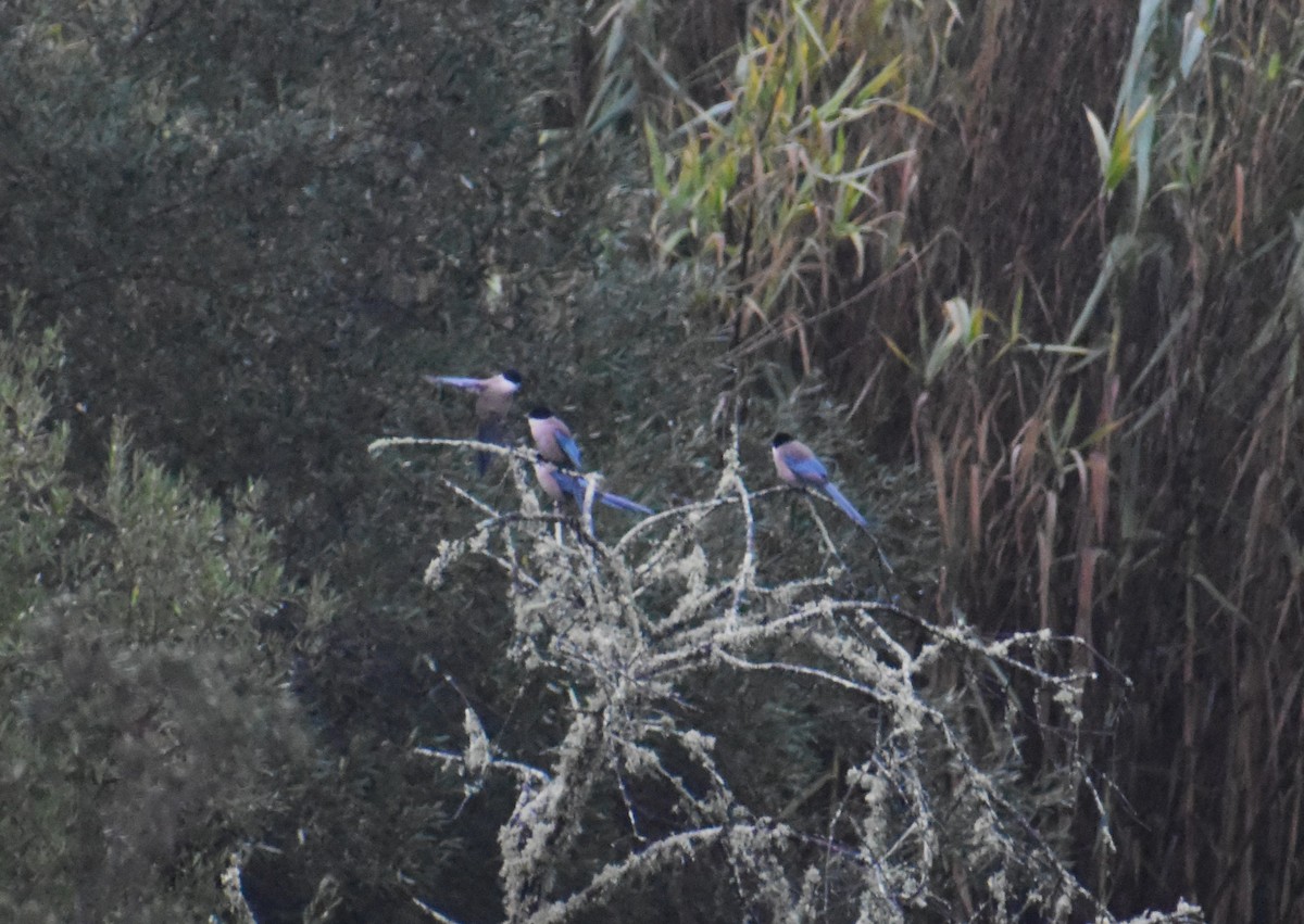 Iberian Magpie - ML646409689