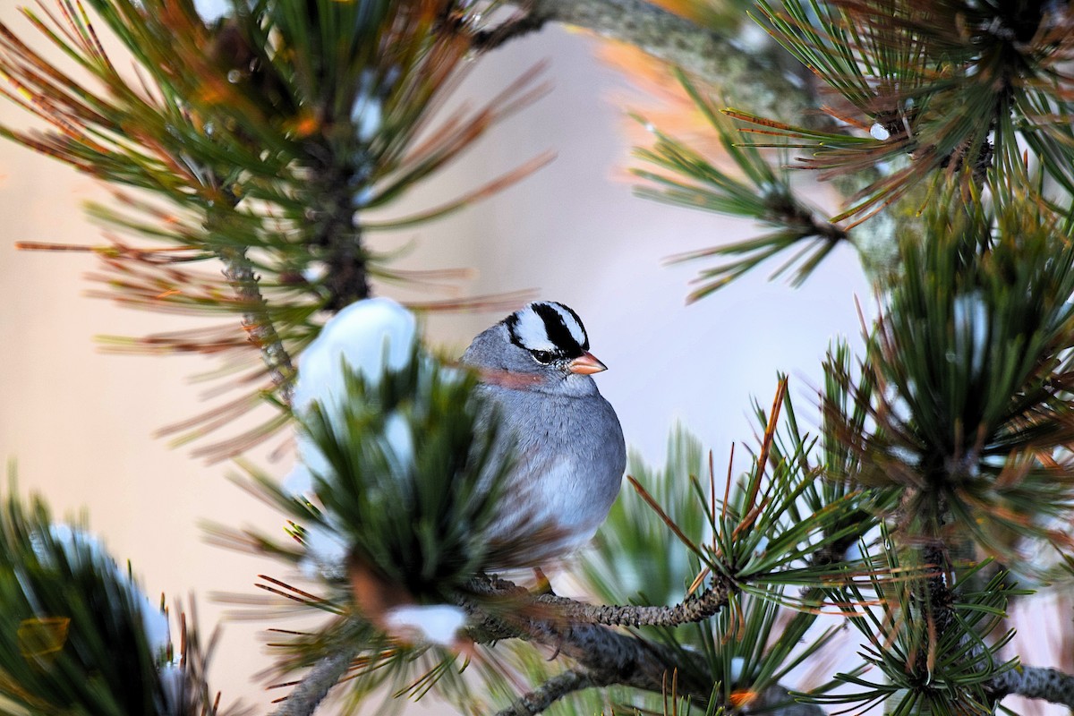 White-crowned Sparrow - ML646409691