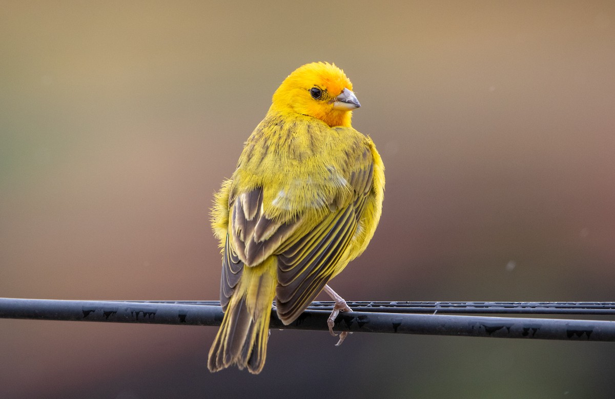 Saffron Finch - ML646409696