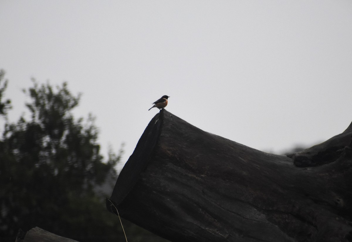 Taşkuşu - ML646409697