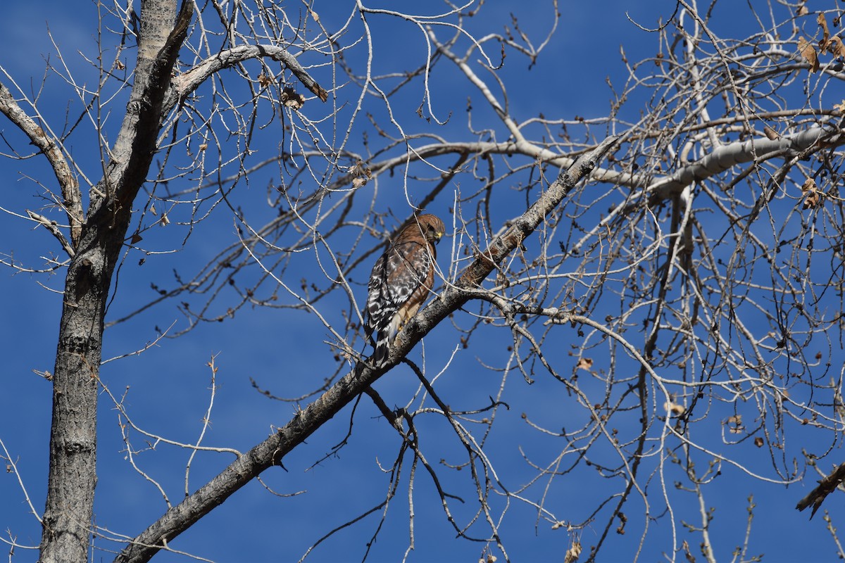 Red-shouldered Hawk - ML646409698