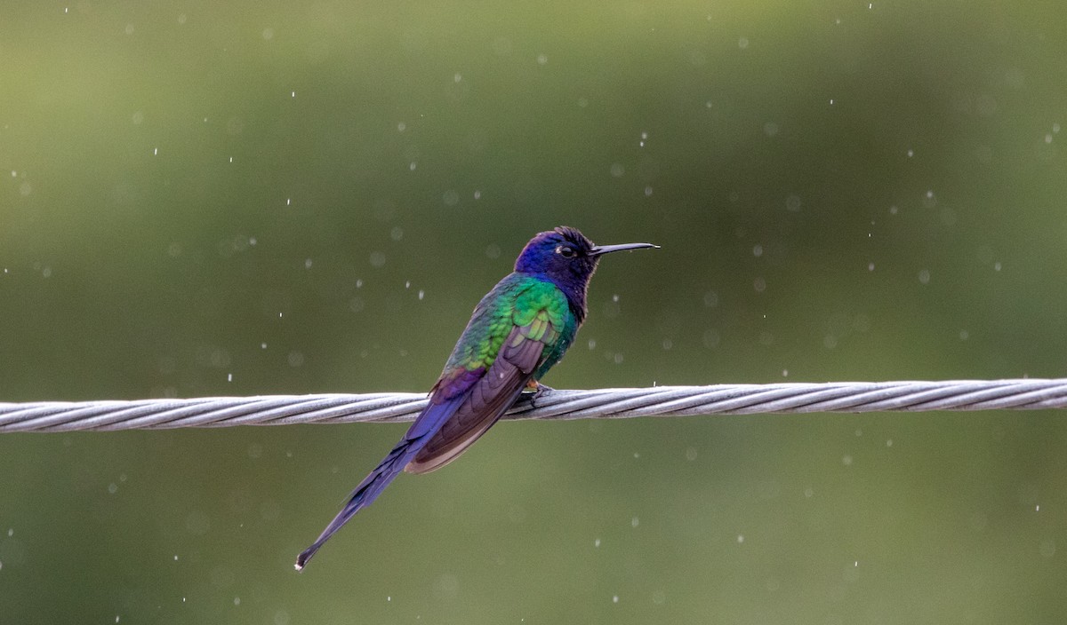 kolibřík vlaštovčí - ML646409700