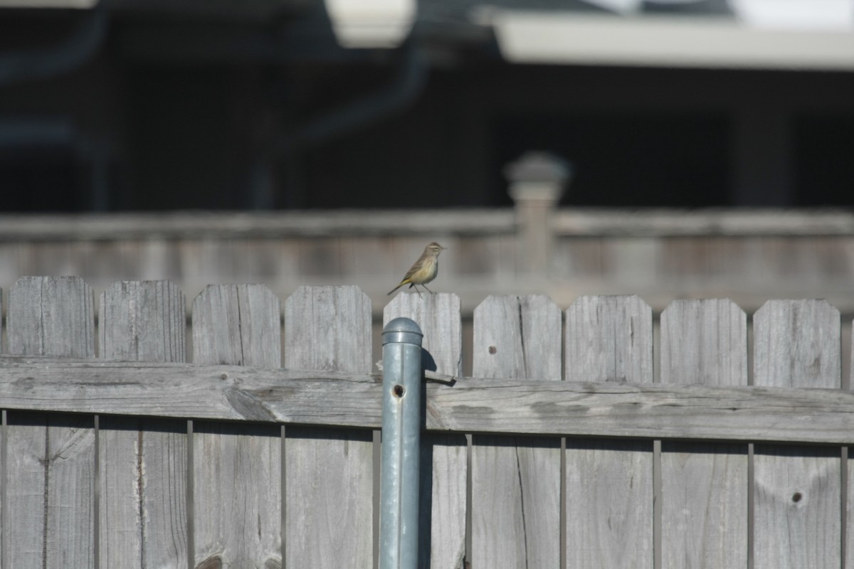 Palmenwaldsänger - ML646409704