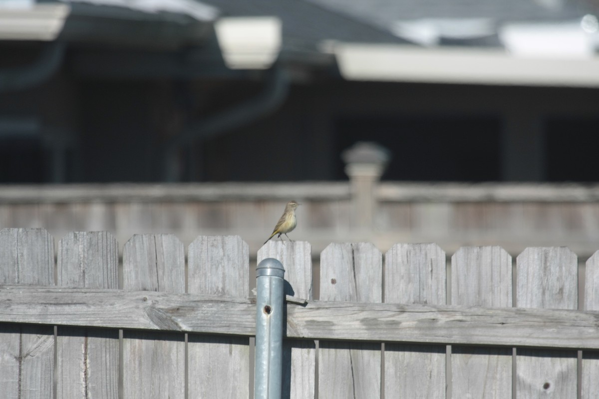 Palmenwaldsänger - ML646409705