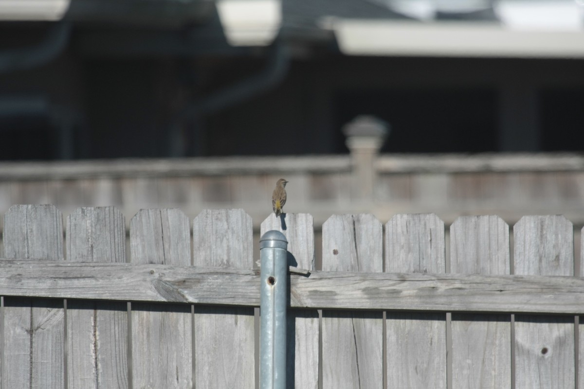 Palmenwaldsänger - ML646409706