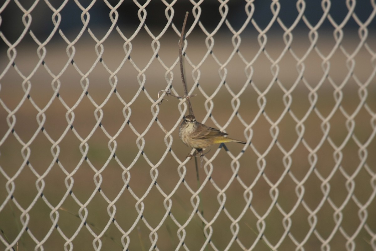 Palmenwaldsänger - ML646409707