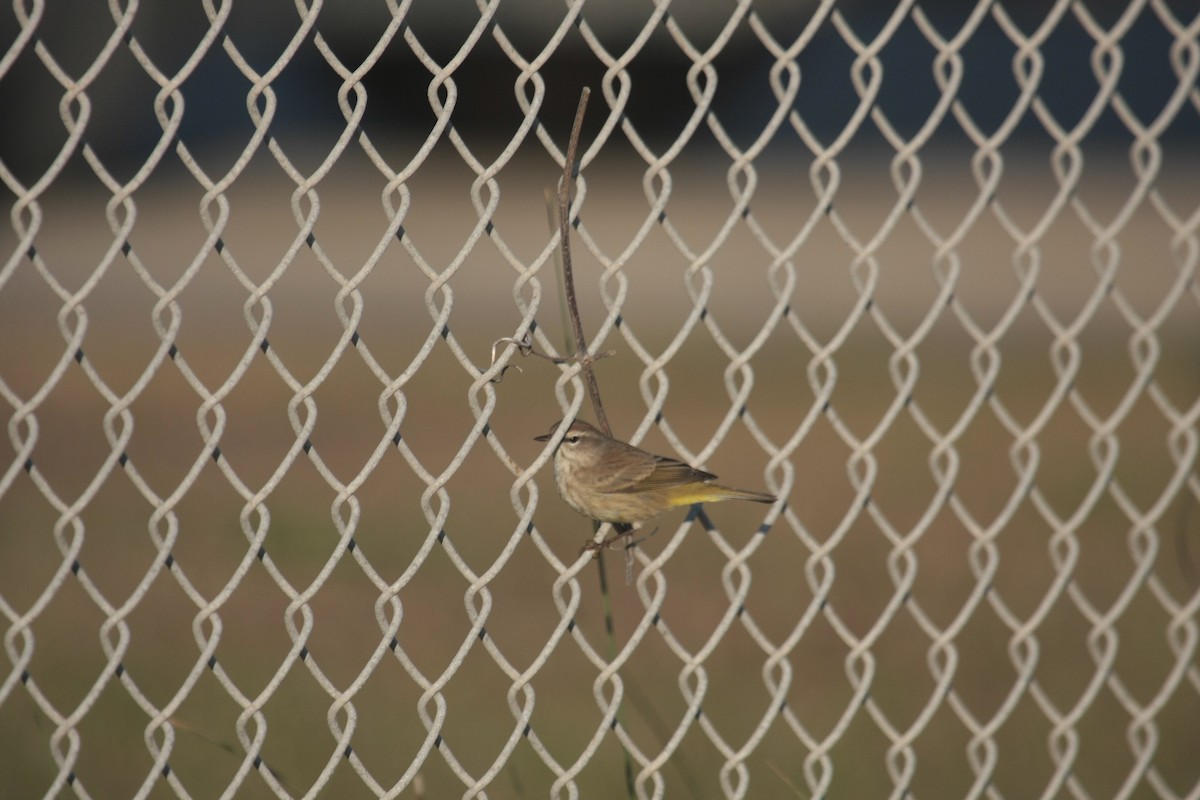 Palmenwaldsänger - ML646409708