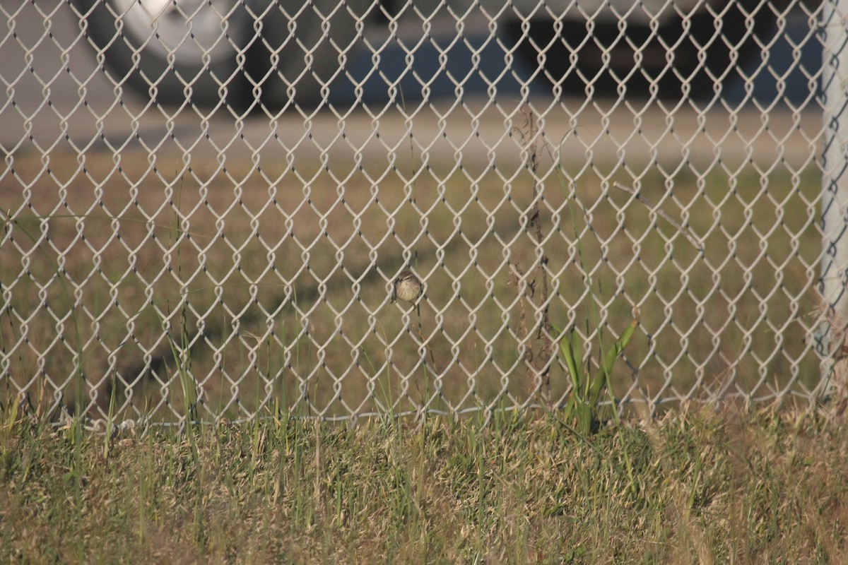 Palmenwaldsänger - ML646409709