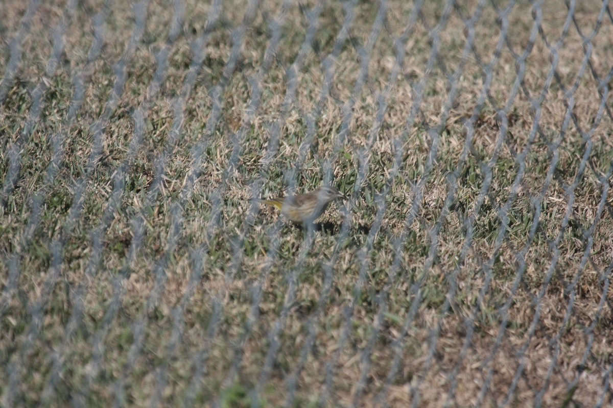 Palmenwaldsänger - ML646409710