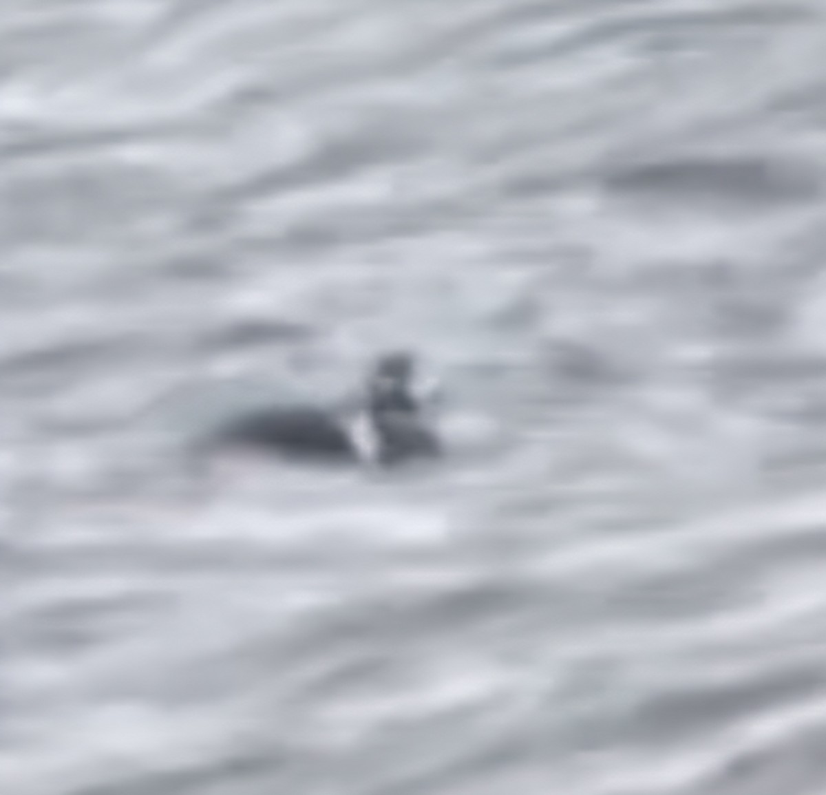 Harlequin Duck - ML646409711