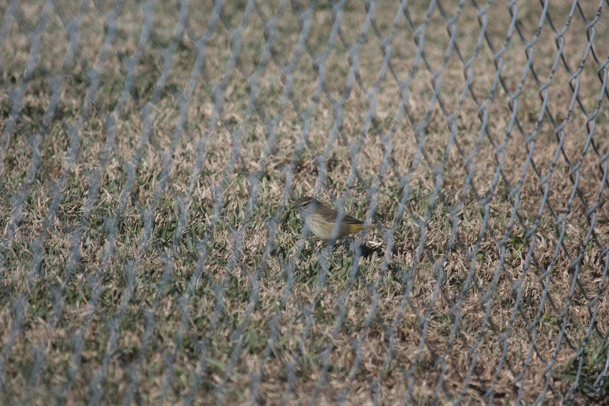 Palmenwaldsänger - ML646409712