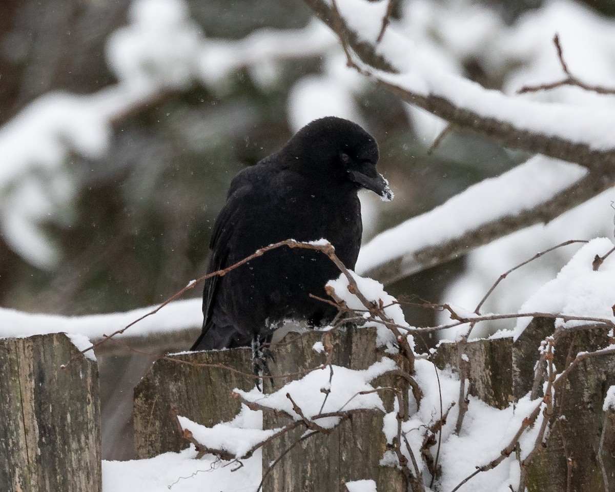 Amerikakrähe - ML646409713