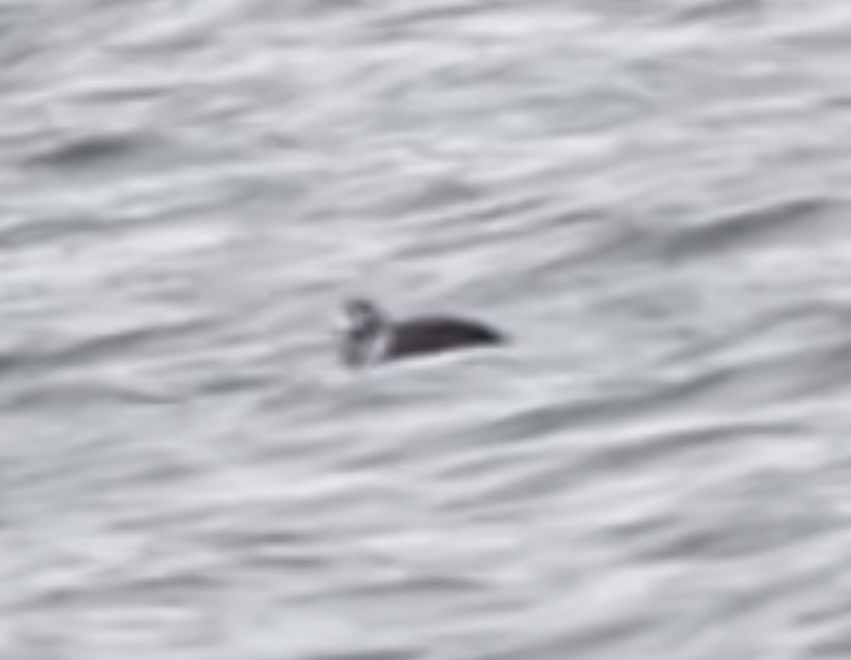 Harlequin Duck - ML646409714