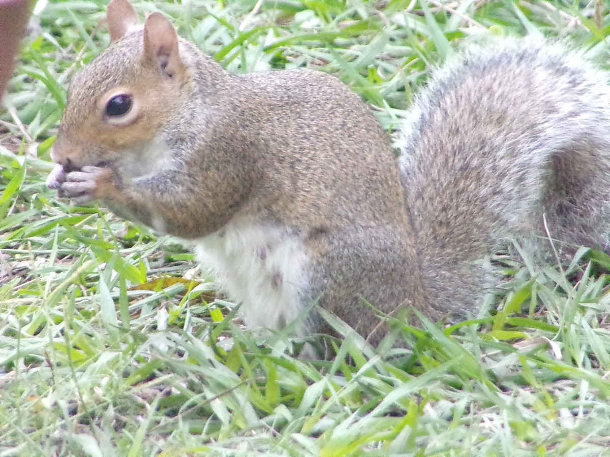 Eastern Gray Squirrel - ML646409715