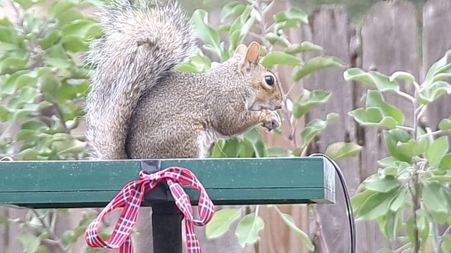 Eastern Gray Squirrel - ML646409716