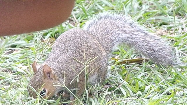 Eastern Gray Squirrel - ML646409717